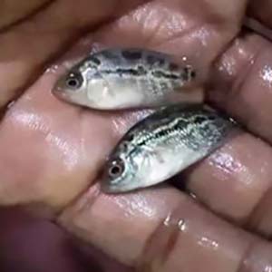 SRD Flowerhorn Baby Fish