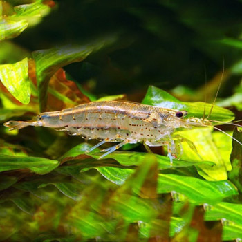 Amano Fresh Water Shrimp XL Size