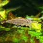 Amano Fresh Water Shrimp XL Size