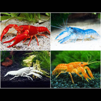 Assorted Freshwater Cray Fish (2 Nos)