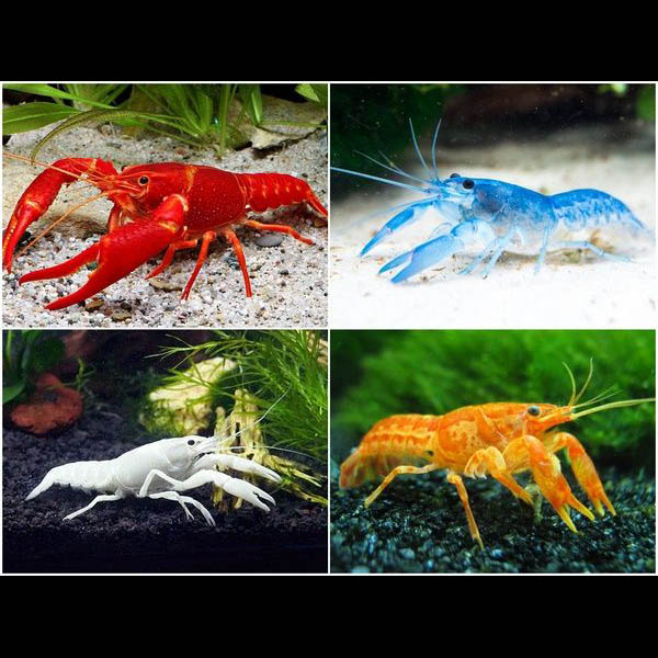 Assorted Freshwater Cray Fish (2 Nos)