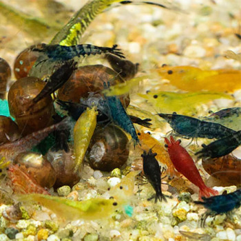 Assorted Freshwater Shrimp Fish