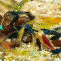 Assorted Freshwater Shrimp Fish