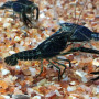 Black Cray Fish (Single)