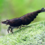 Black Rose Fresh Water Shrimp