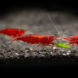 Blood Mary Fresh Water Shrimp