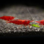 Blood Mary Fresh Water Shrimp