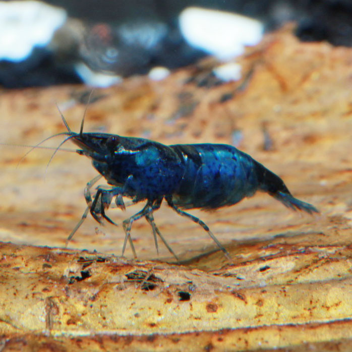 Blue Diamond Fresh Water Shrimp