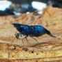 Blue Diamond Fresh Water Shrimp