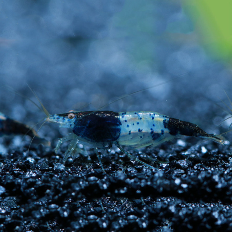 Blue Rilli Fresh Water Shrimp