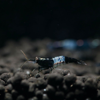 Carbon Black Rilli Fresh Water Shrimp