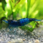 Carbon Blue Fresh Water Shrimp
