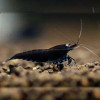 Chocoblack Fresh Water Shrimp