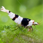 Shrimps