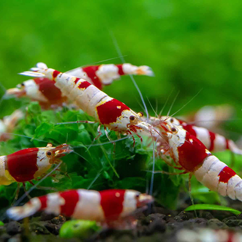 Crystal Red (CRS) Fresh Water Shrimp