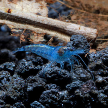 Dream Blue Velvet Fresh Water Shrimp