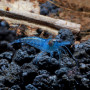 Dream Blue Velvet Fresh Water Shrimp
