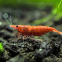 Fire Red Fresh Water Shrimp