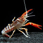 Ghost Cray Fish (Single)