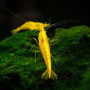 Golden Back Yellow Fresh Water Shrimp Fish