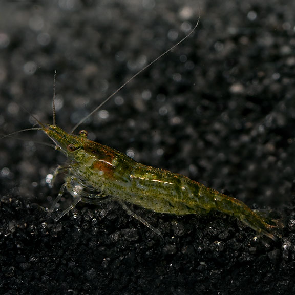 Green Jade Fresh Water Shrimp Fish