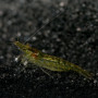 Green Jade Fresh Water Shrimp Fish