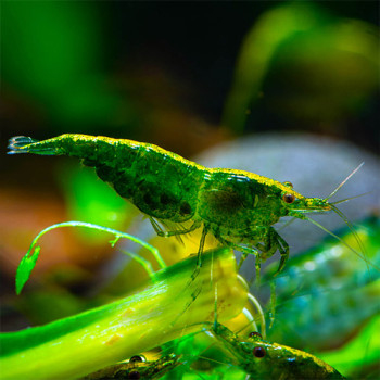 Green Jade Sakura Fresh Water Shrimp Fish