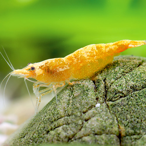 Jinsha Fresh Water Shrimp Fish