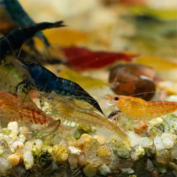 Mixed Freshwater Shrimp Fish
