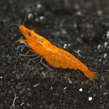 Orange Pumpkin Fresh Water Shrimp