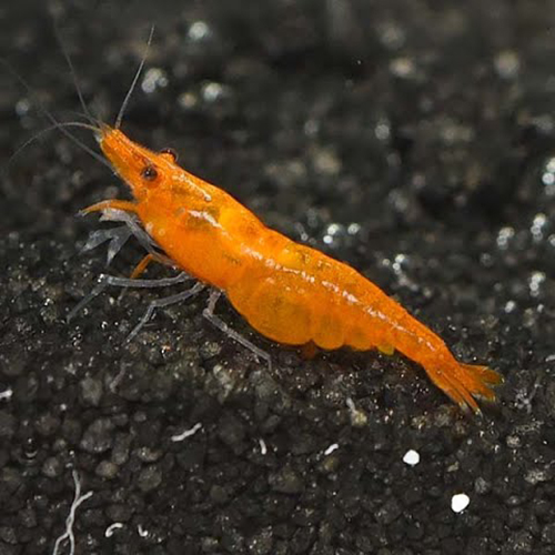 Orange Pumpkin Fresh Water Shrimp
