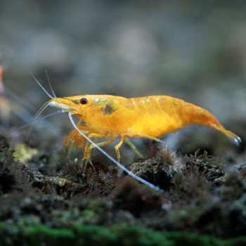 Orange Sakura Fresh Water Shrimp
