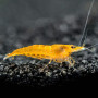 Orange Sunkist Fresh Water Shrimp
