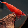 Painted Fire Red Fresh Water Shrimp
