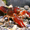 Red Cray Fish (Single)