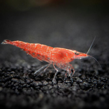 Red Sakura Freshwater Shrimp Fish