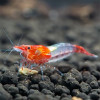 Sushi Orange Dwarf Fresh Water Shrimp
