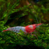 Sushi Red Dwarf Fresh Water Shrimp
