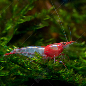 Sushi Red Dwarf Fresh Water Shrimp