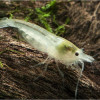 White Pearl Fresh Water Shrimp