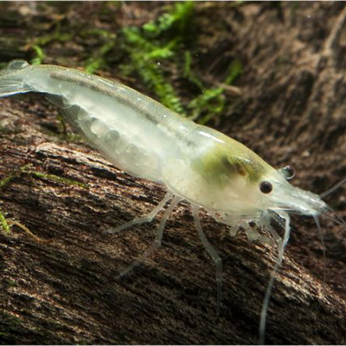 White Pearl Fresh Water Shrimp
