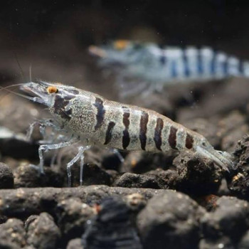 Zebra Babaulti Fresh Water Shrimp Fish
