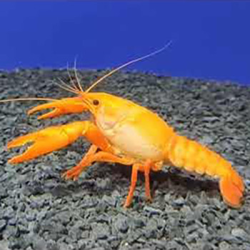 Yellow Cray Fish (Single)