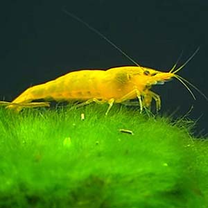 Yellow Fresh Water Shrimp Fish