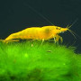 Yellow Fresh Water Shrimp Fish