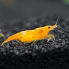 Yellow Sakura Freshwater Shrimp Fish