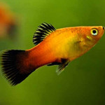 Platy