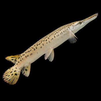 Aligator Gaar - 5 inch