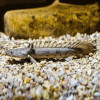 Delhezi Senegal Fish (Single)