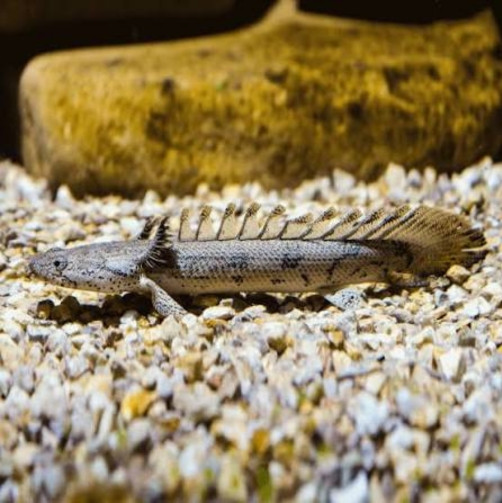 Delhezi Senegal Fish (Single)